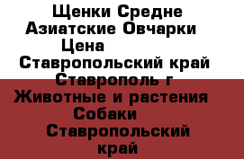 Щенки Средне Азиатские Овчарки › Цена ­ 20 000 - Ставропольский край, Ставрополь г. Животные и растения » Собаки   . Ставропольский край